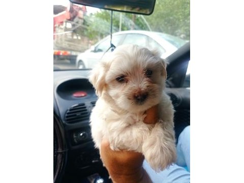 Maltese yavru köpekler