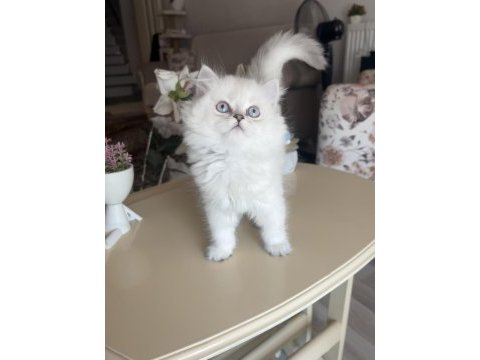 British longhair silver point dişi bebekler