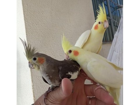 Yeme yeni düşmüş yavru sultan papağanlar
