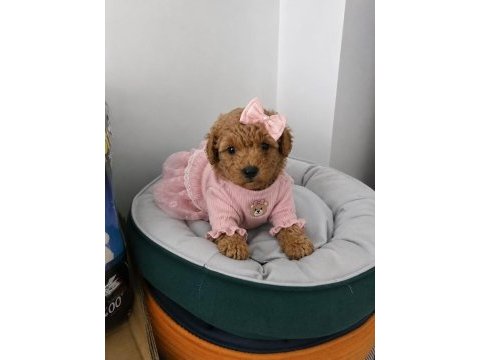 Irk ve sağlık garantili poodle bebekler