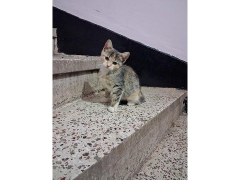 Eskisehir acil 3 aylık calico yavrular
