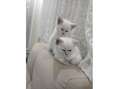 Evcil british shorthair