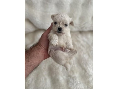 Sıfır burun sıfır bacak 3 nokta köpeğimiz