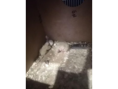 Lutino kırmızı göz takım sultan papağanı
