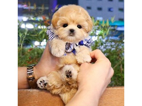 Muhteşem kalitede toy poodle yavruları