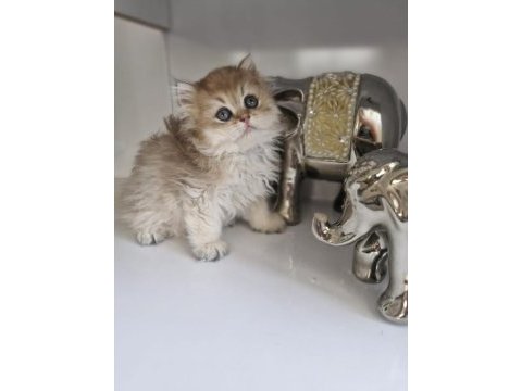 British longhair golden kardeşler
