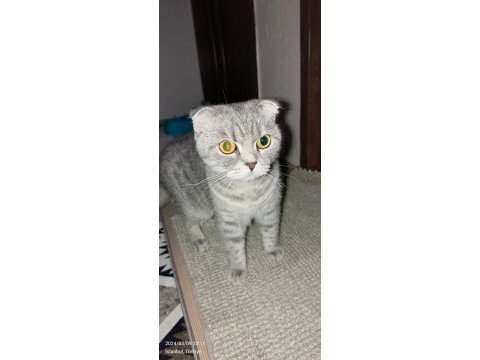 Scottish fold kedimiz