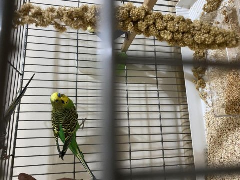 Genç muhabbet kuşlar dişi erkek