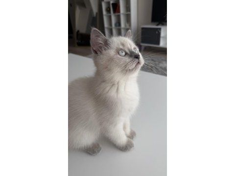 British shorthair 2,5 aylık safkan yavrumuz
