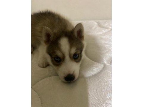 Dişi yavru husky