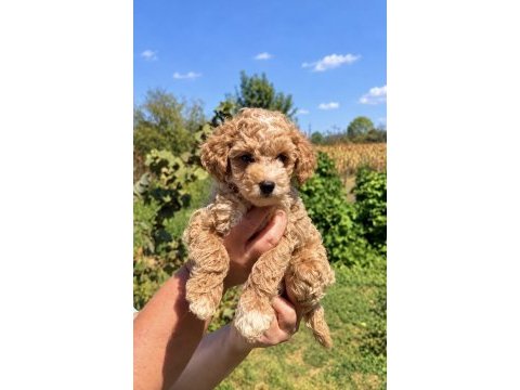 Maltipoo biblo mini boy erkek