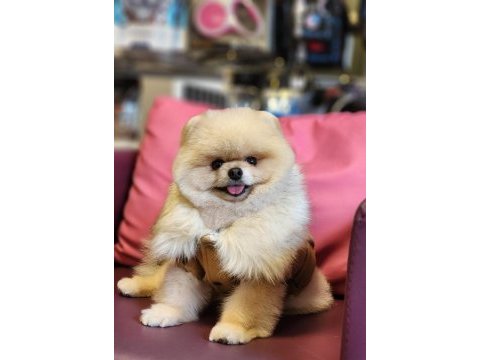 Türkiyedeki en basık burunlu tam ayı surat pomeranian