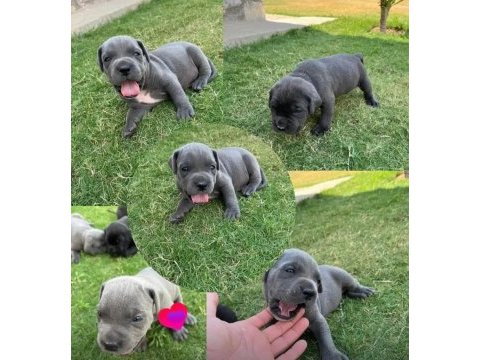 Blue siyah cane corso yavrular