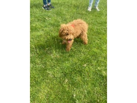 Toy poodle dişi 7 aylık