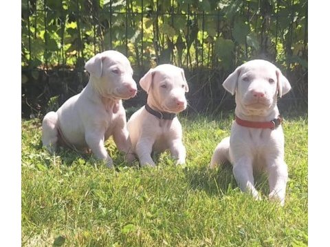 Albino doberman köpeği