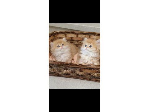 Irk garantili golden british shorthair bebekler