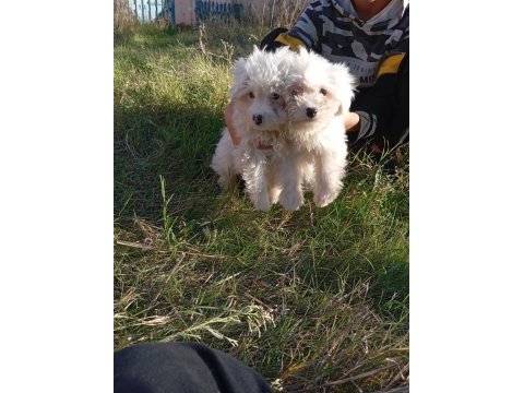 Uygun bütçeli havanese yavrular 0 numara