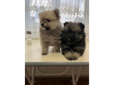 Pomeranian boo 3,5 aylık