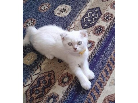 65 günlük scottish fold yavrular