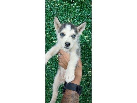 Anne altından safkan husky yavruları