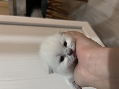 Scottish fold kedimiz