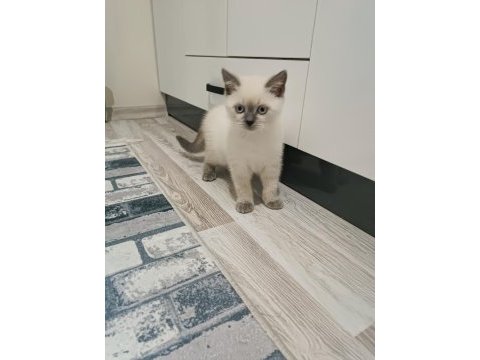 British shorthair blue point
