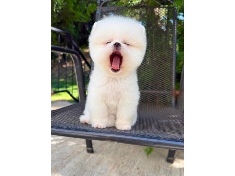 Orjinal pomeranian boo