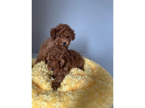 Sağlık garantili sevimli tam toy poodle yavrularımız