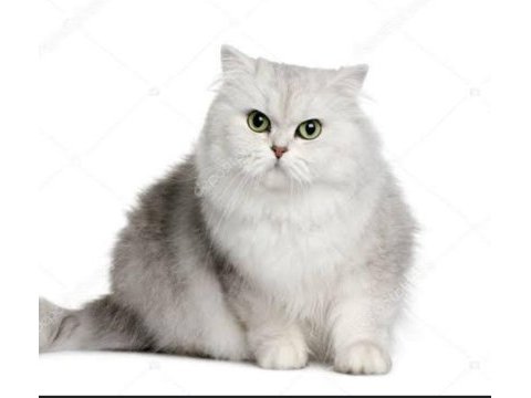 Dişi british shorthair kedimi sahiplendireceğim