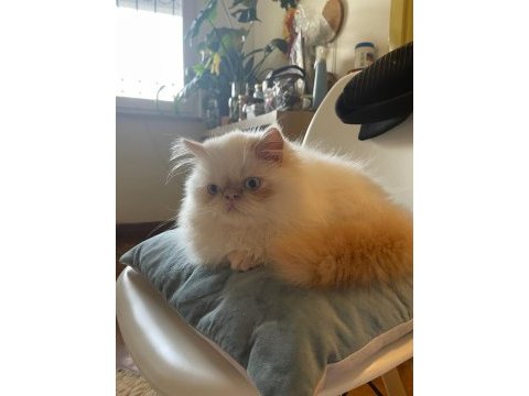 Saf kanlı red point himalayan kedisi