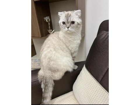 Scottish fold kedimiz sütlaça sıcak yuva