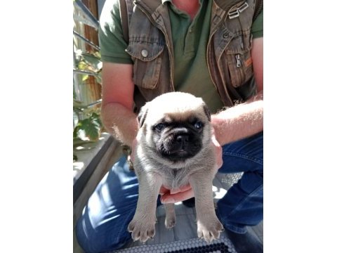 Pug yavruları