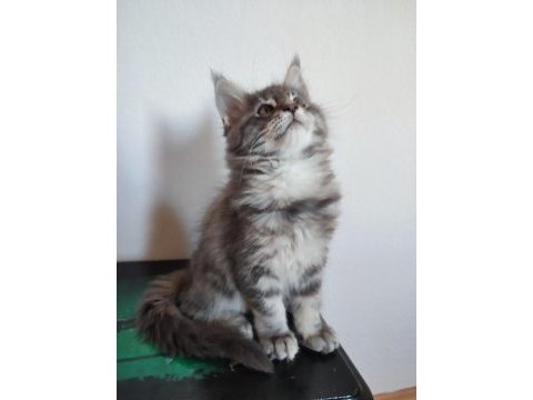 Dernek kayıtlı full şecereli aşıları tamam safkan maine coon