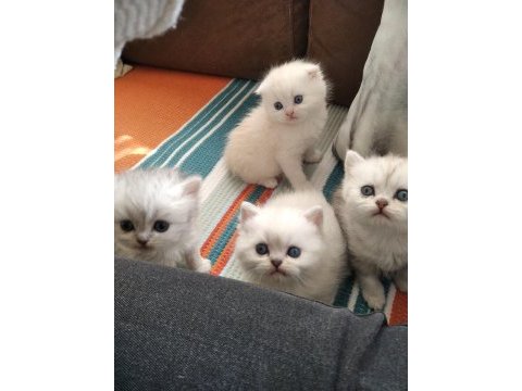 Bella nın scottish fold yavruları