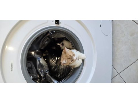 3 adet tatlı tekir bücürler