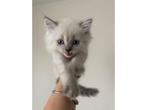 British longhair blue point 1.5 aylık