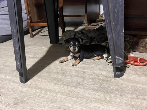 Minyatür pinscher