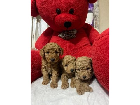 Teacup toy poodle