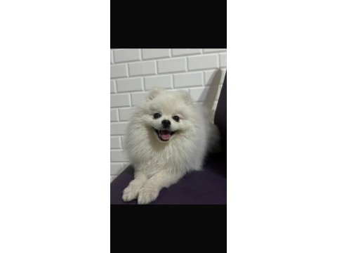 7 aylık full aşılı erkek 0 numara pomeranian boo