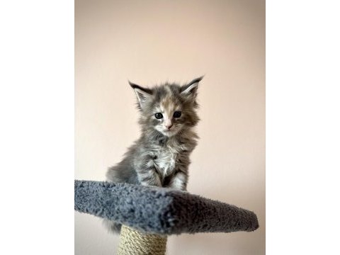 Black smoke & ns22 mainecoon yavrular