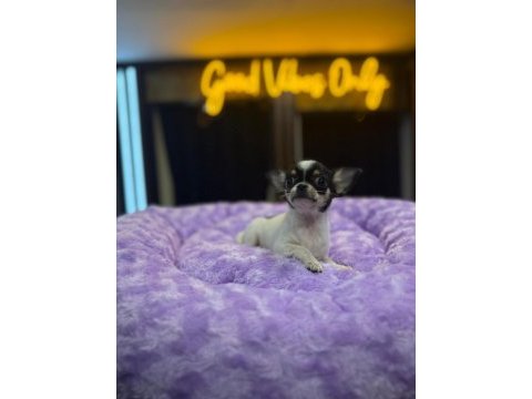 Orj teacup chihuahua bebeklerimiz (şivava)