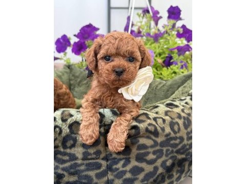 Toy poodle puppy