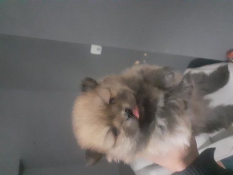 Pomeranian boo 2 aylık