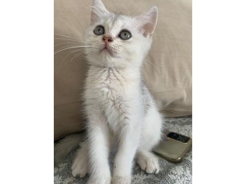 Şecereli british shorthair kızım 2 ay 20 gn