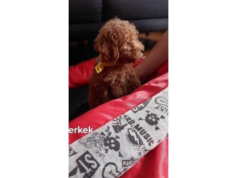 Dişi erkek pet eğitimli poodle yavrular