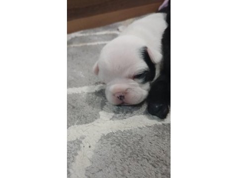 Mükemmel french bulldog yavrularımız