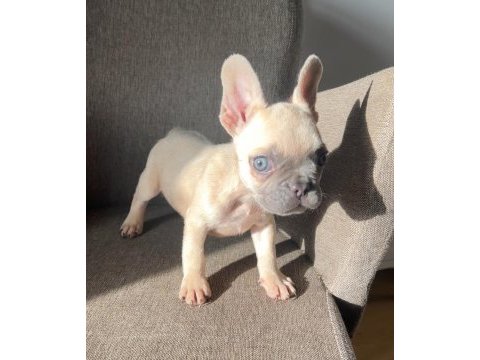 Exotic french bulldog renk yavrularım