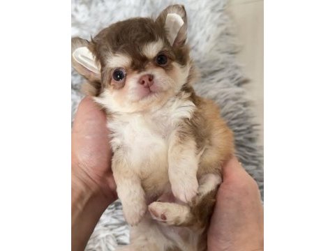 Xs dişi erkek safkan chihuahua yavrularımız