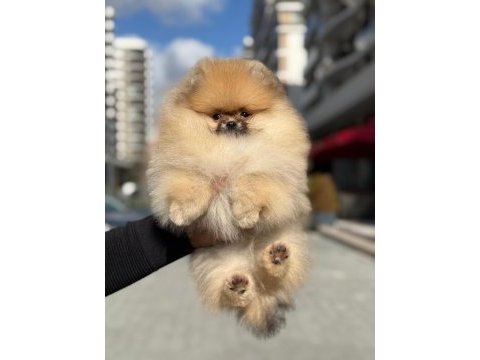 Safkan pomeranian boo