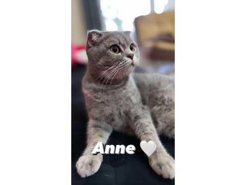 Nisan 21 2023 doğumlu harika bir erkek scottish fold